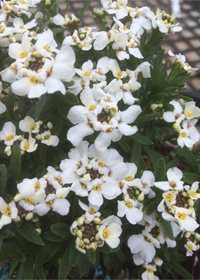 Iberis sempervirens 'Whiteout'